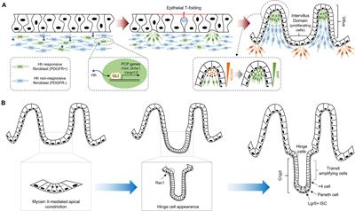 Intestinal Morphogenesis in Development, Regeneration, and Disease: The Potential Utility of Intestinal Organoids for Studying Compartmentalization of the Crypt-Villus Structure
